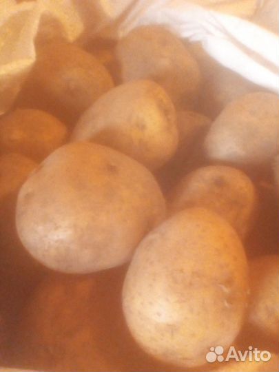 Картофель. Местный
