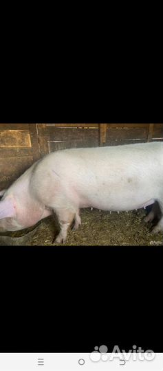Свиноматка на мясо