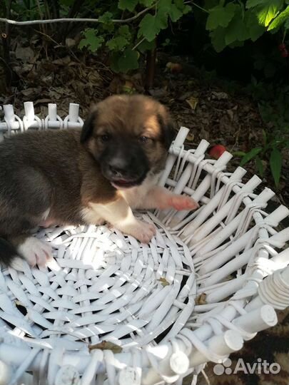 Щенки в добрые руки