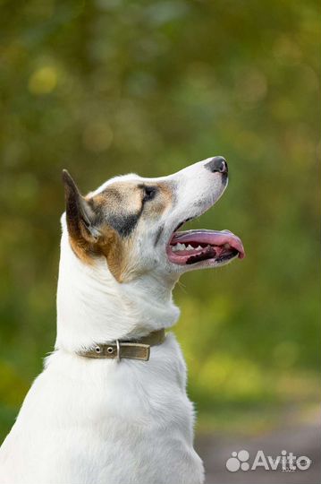 Очень крупный пес в добрые руки