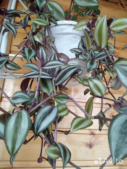 Традесканция