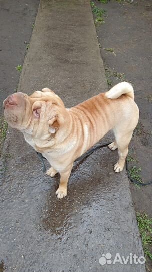 Шарпей в добрые руки