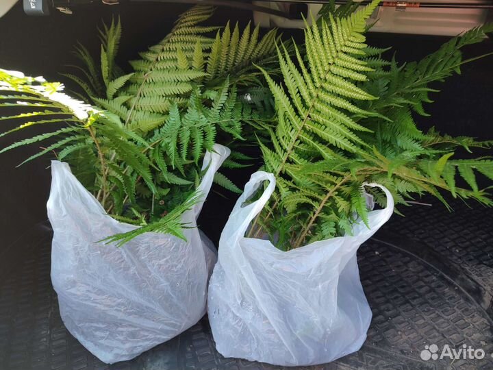 Папоротник садовый