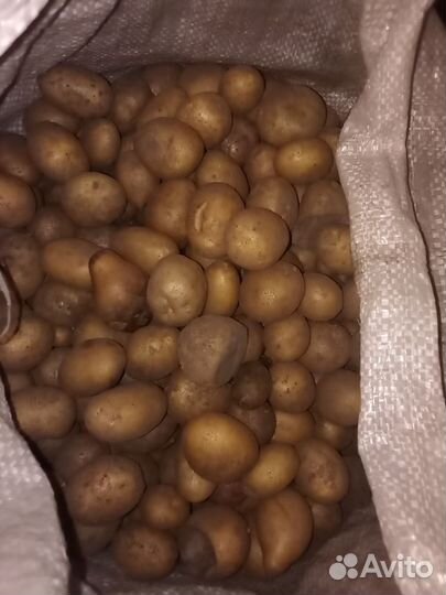 Картофель мелкий