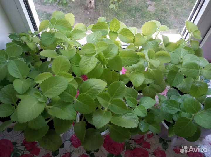 Мята комнатная