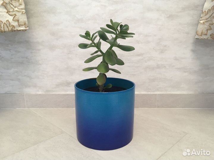 Толстянка в синем кашпо Шойрих