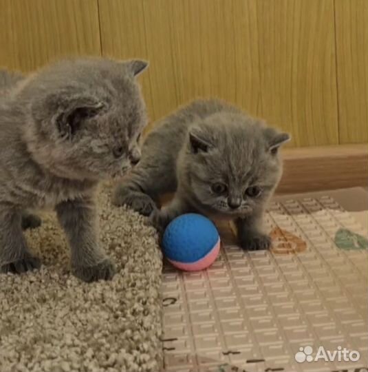 Британские котята