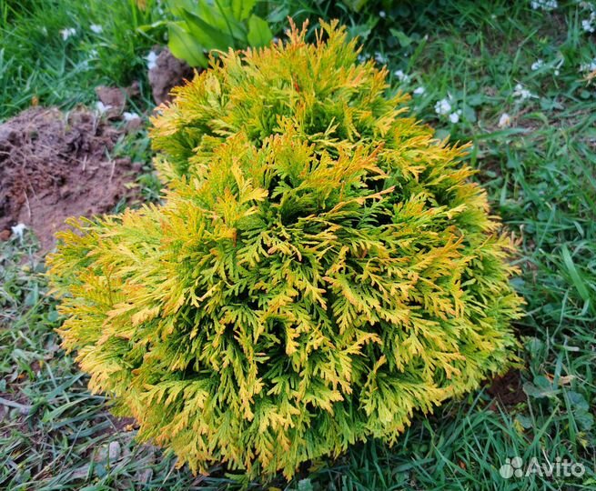 Туя Голден Брабант