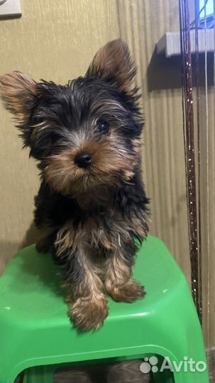 Йоркширский терьер мини, беби фейс, девочка