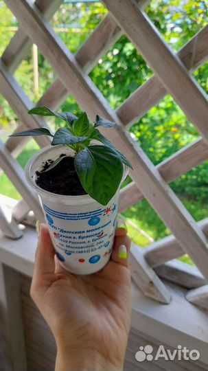 Рассада комнатного острого жёлтого перчика