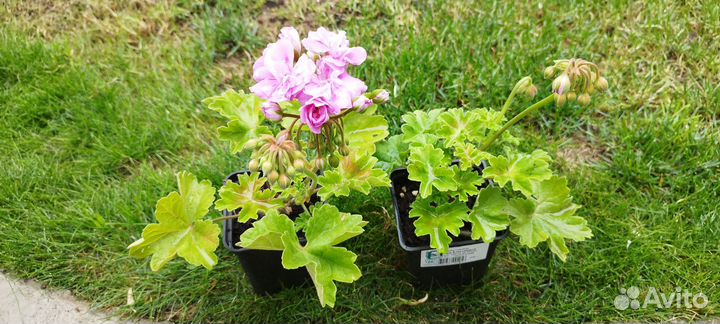 Пеларгония Сиреневый туман