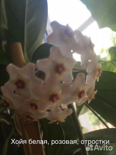 Цветы комнатные