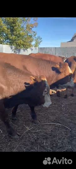 Бычки с потсоса на дорошивание