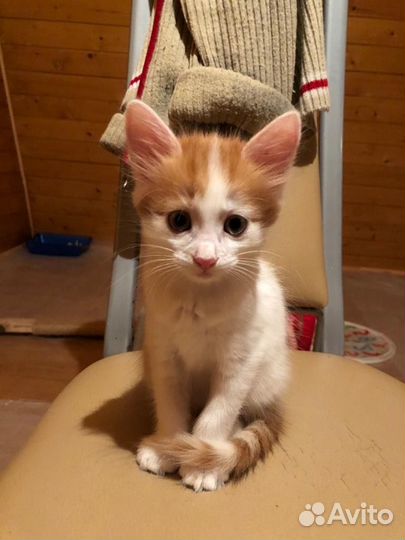 Рыжий котенок девочка