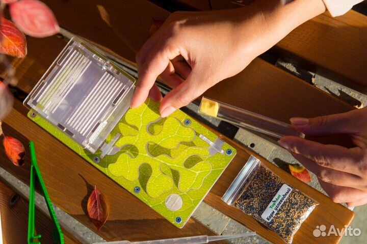 Муравьиная ферма / Формикарий