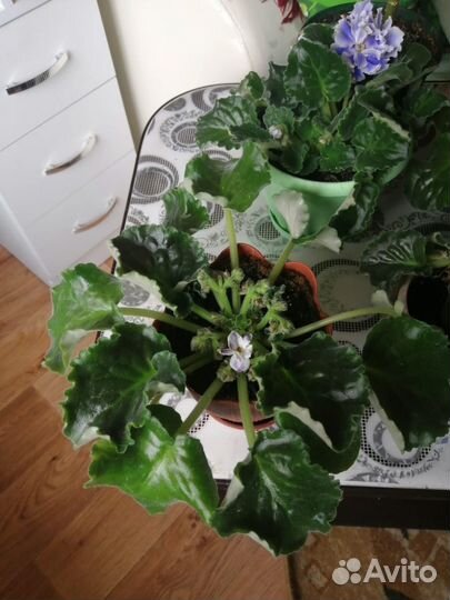 Цветы домашние в горшках