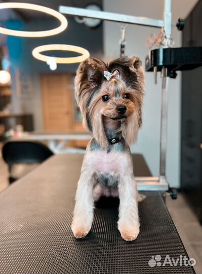 Груминг стрижка собак