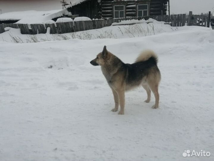 Щенки зсл