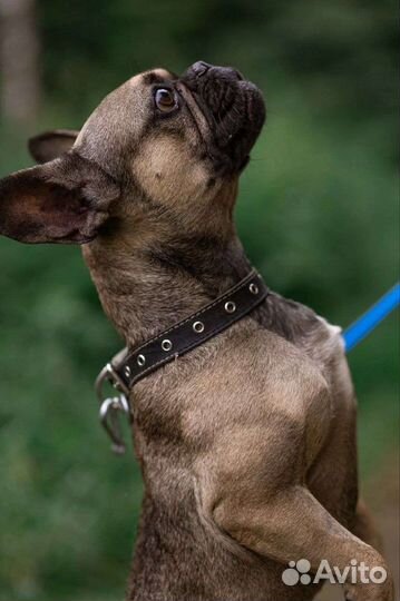 Французский бульдог бесплатно