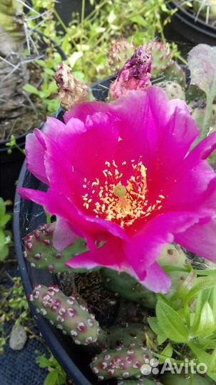 Зимостойкая карликовая опунция 