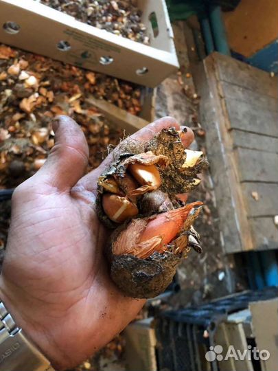 Луковицы тюльпанов