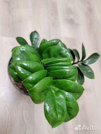 Замиокулькас зензи