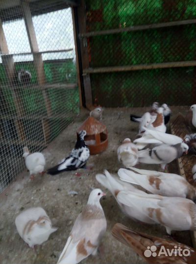 Голуби (Гривуны,Белоголовые,Капуцыны)