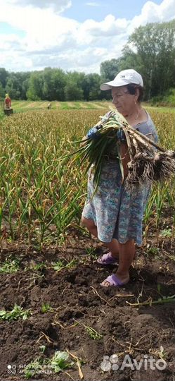 Продаю крупный чеснок 400кг (оптом)