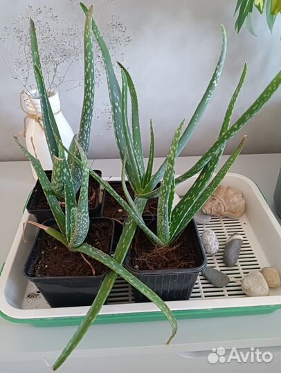 Алоэ Вера растение