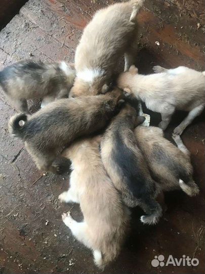Щенки Западно - Сибирской лайки