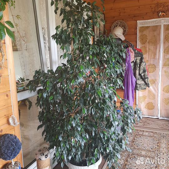 Фикус бенджамина большой