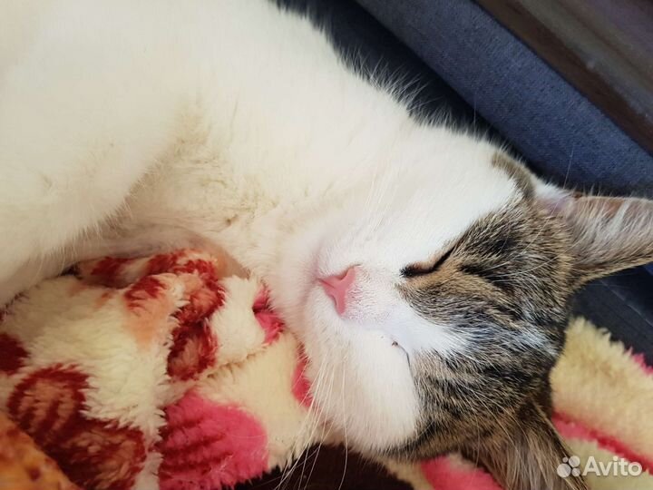 Кошка в дар бесплатно