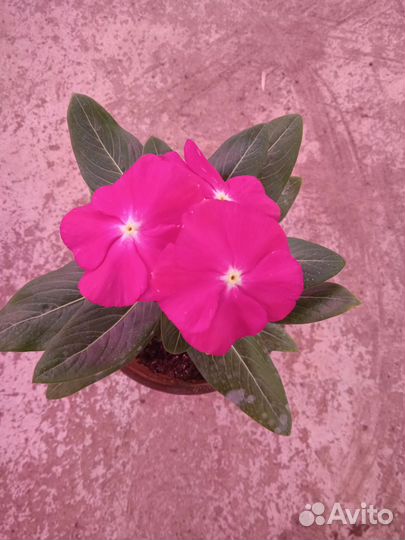 Катарантус