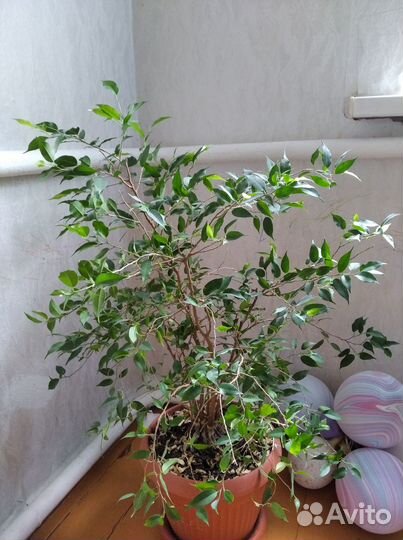 Фикус Бенджамина