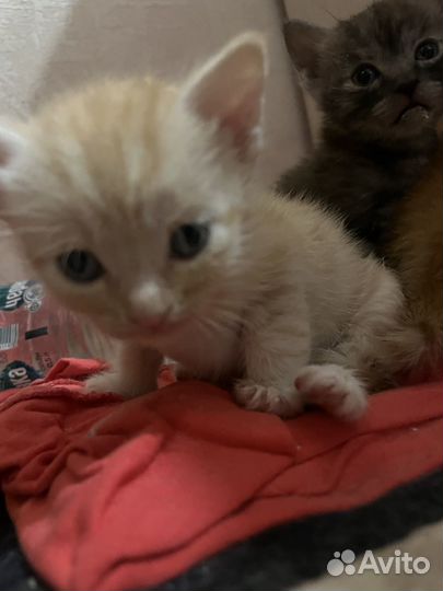 Котята в добрые руки