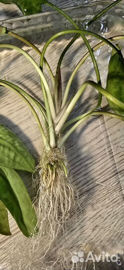 Продам аквариумные растения