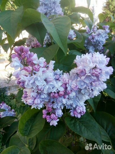 Сирень 3 вида и др. растения