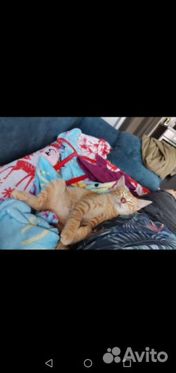 Котик бесплатно в добрые руки