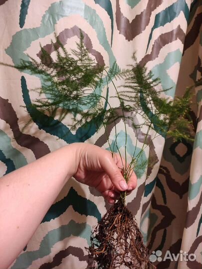 Аспарагус пушистик