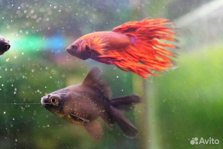 Аквариумные рыбки