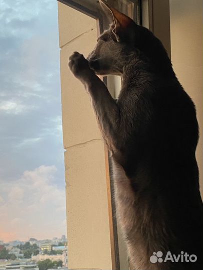 Ориентальный кот вязка