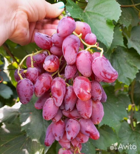 Виноград Дубовский розовый