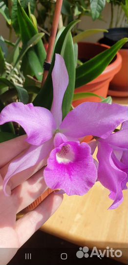 Каттлея/Cattleya