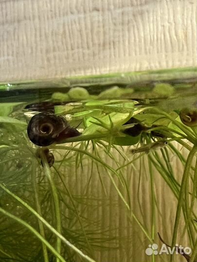 Улитки аквариумные