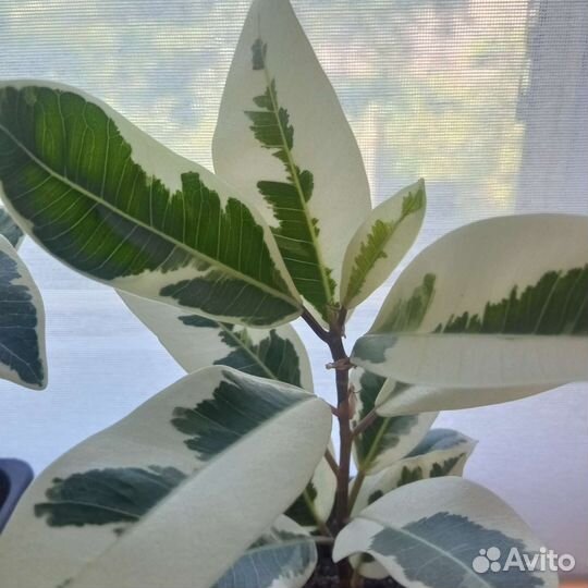 Фикус микрокарпа Альбомаргината