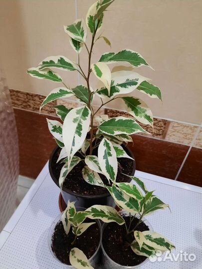 Фикус твилайт, керли, де гантель и др