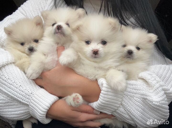 Щенки шпица