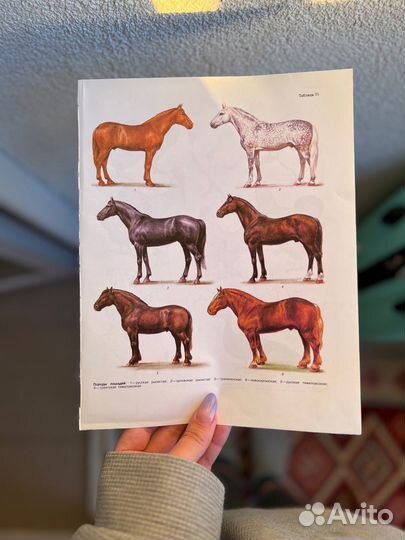 Анималистические иллюстрации