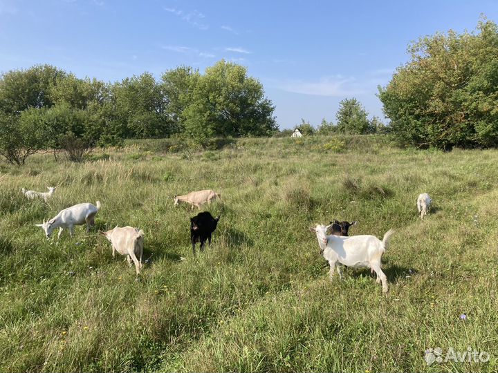 Козы и козлята