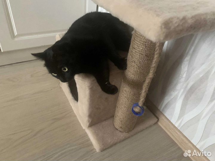 Кот Барон-ищет невесту